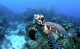 Ocean Conservancy Sea Turtle