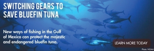 Gulf Restoration Network/ Save the Bluefin!